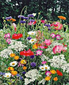 melange-fleurs-des-champs